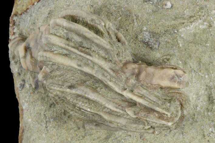 Fossil Crinoid (Macrocrinus) Crown - Indiana #114351